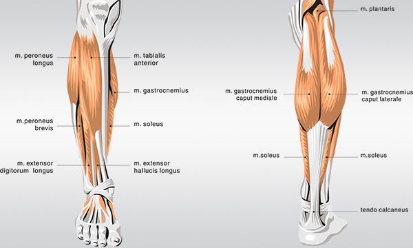 Descubre la anatomía del pie con el Dr. Román Cañada: huesos, músculos, arcos y funciones. Atención en Sevilla, Huelva y toda Andalucía.