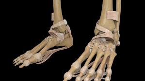 Imagen anatómica del esqueleto del pie humano, mostrando huesos y articulaciones del retropié y antepié. Ilustración empleada por el Dr. Román Cañada, cirujano ortopédico especialista en pie y tobillo en Sevilla, con atención a pacientes de Huelva y toda Andalucía.