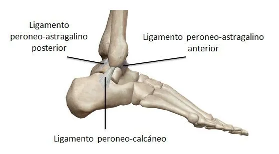 Anatomía de los ligamentos laterales del tobillo: peroneoastragalino anterior, posterior y peroneocalcáneo — inestabilidad y esguinces frecuentes