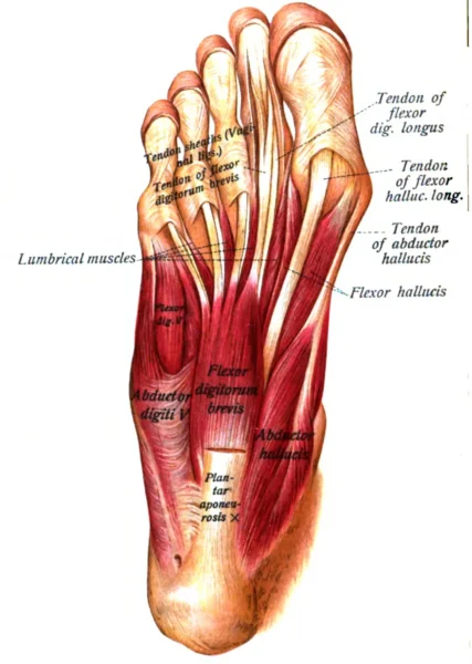 Ilustración anatómica de los músculos intrínsecos del pie humano, incluyendo el flexor corto de los dedos y el abductor del hallux. Imagen utilizada por el Dr. Román Cañada, especialista en pie y tobillo en Sevilla y Huelva.